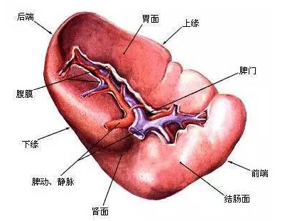 肾虚脾虚最有效方法,气血虚肾虚脾虚食补应该吃什么
