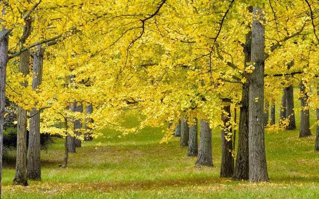 植树造林绿化方案,造林绿化相关标准