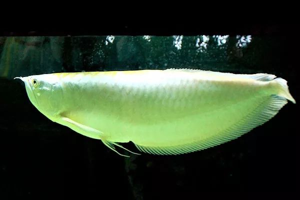 龙鱼繁殖为什么难,龙鱼容易出现的问题