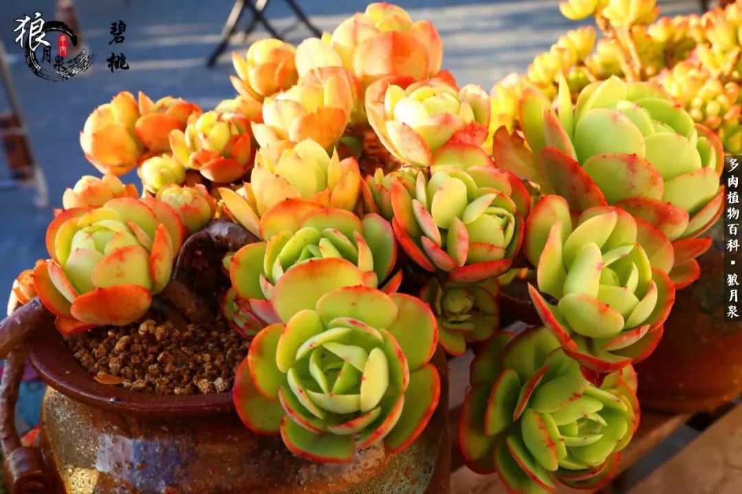 多肉度夏的前期准备,多肉度夏前杀菌