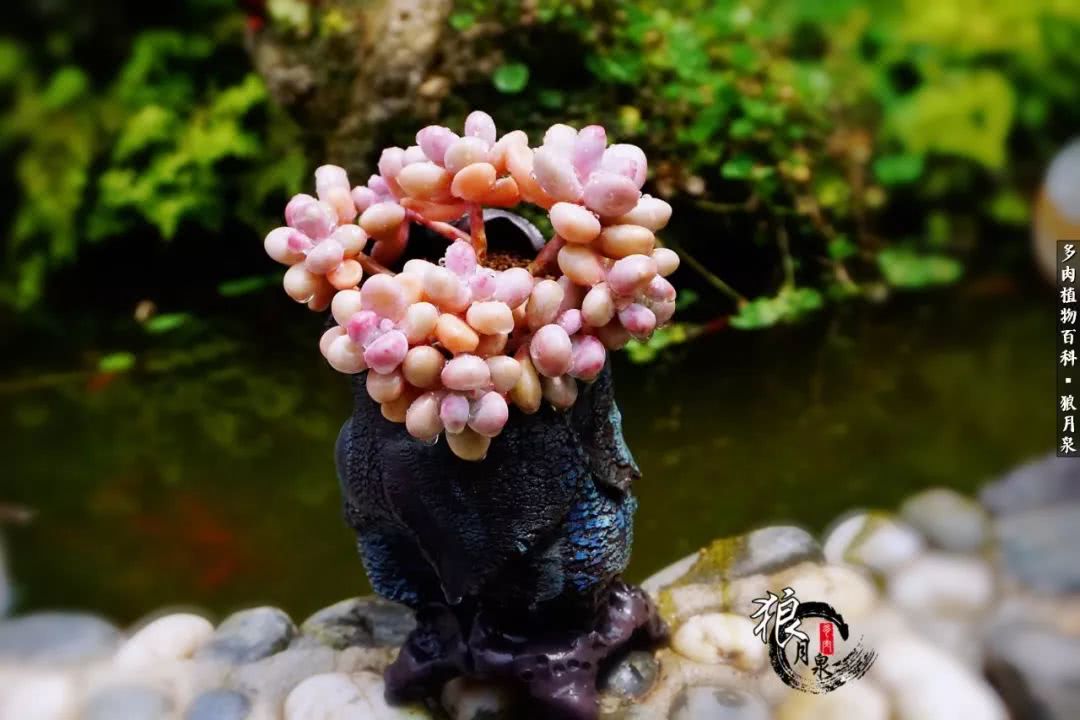 多肉度夏的前期准备,多肉度夏前杀菌