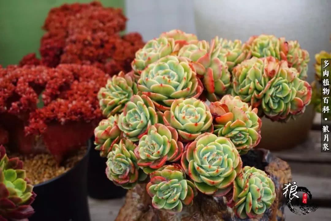 多肉度夏的前期准备,多肉度夏前杀菌