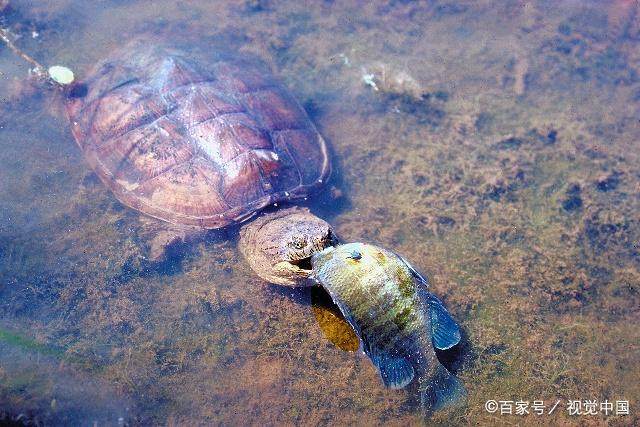 鳄龟放生的危害,鳄龟可以吃死龟吗