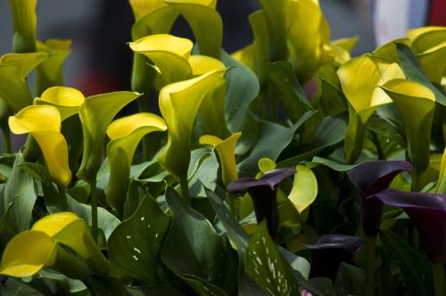 马蹄莲什么特点好养活呢,马蹄莲的养护要点有哪些