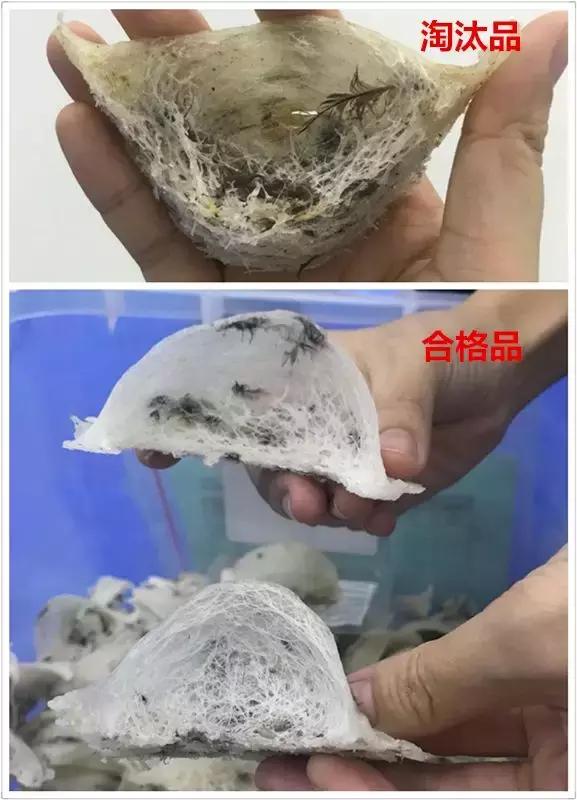 燕窝原料讲解平台,燕窝用什么品种燕窝做