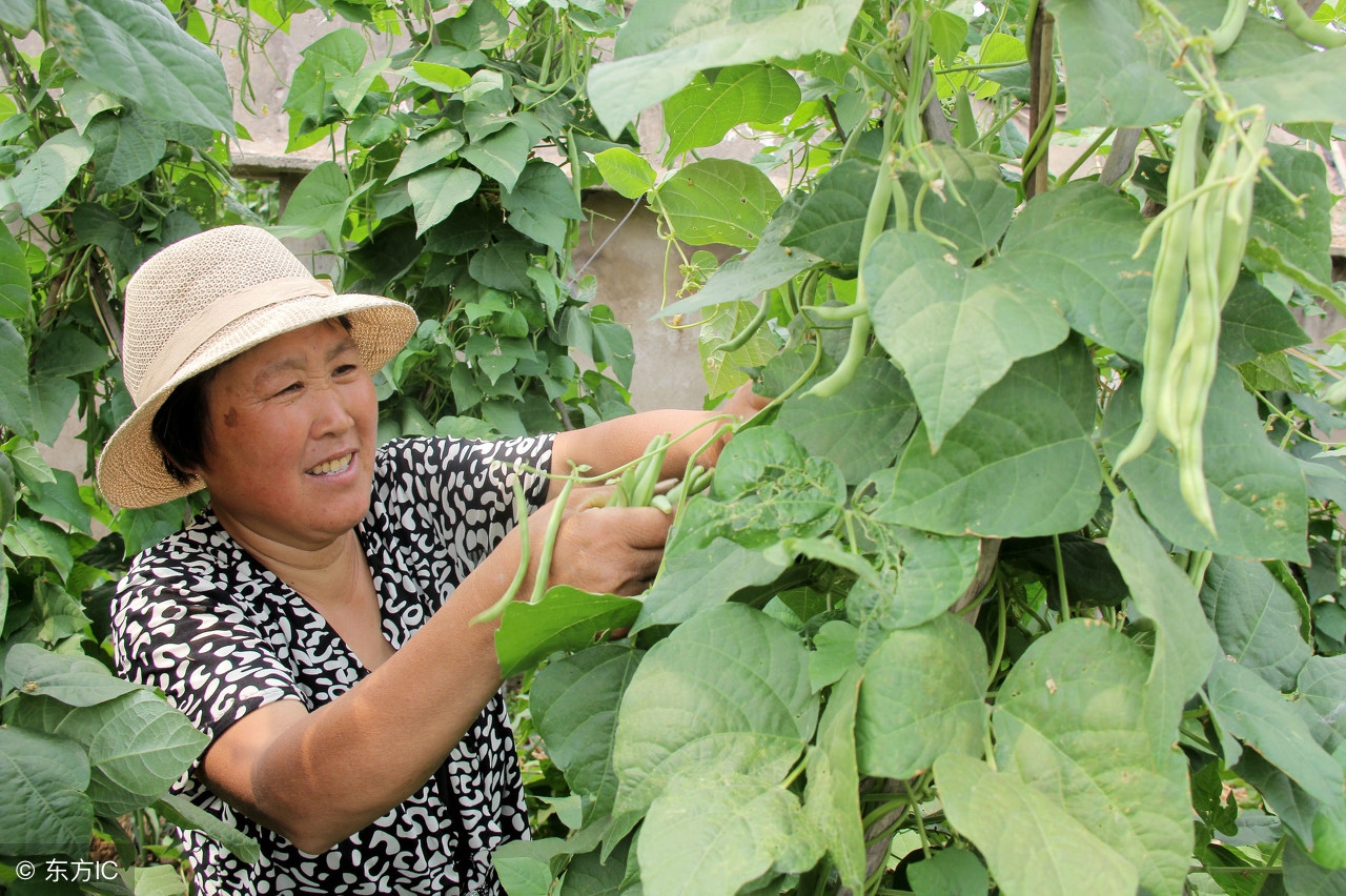 芸豆怎样做才能高产,芸豆高产坐果方案