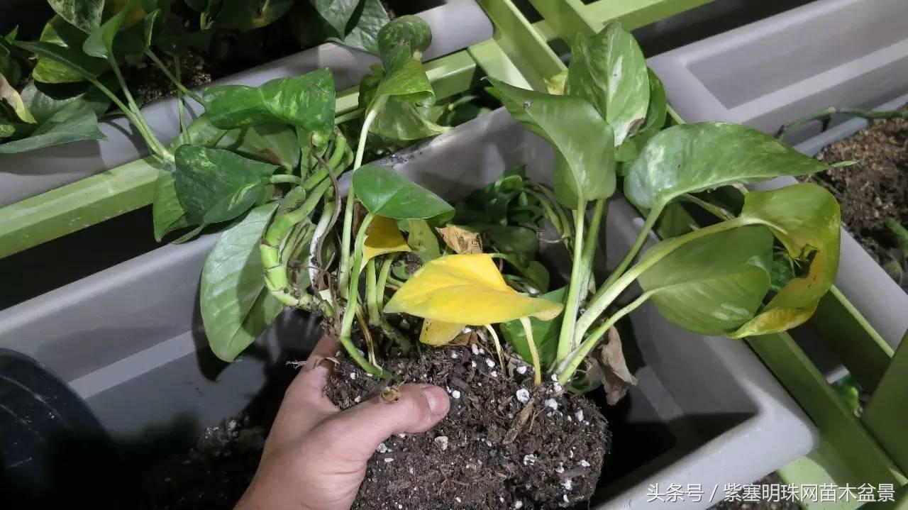 花卉绿萝怎么养才能生根,绿萝冬季栽种烂根怎么办