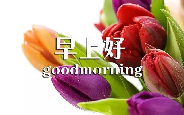 最新早上好图片鲜花带字微信朋友圈早安一句话心情短语
