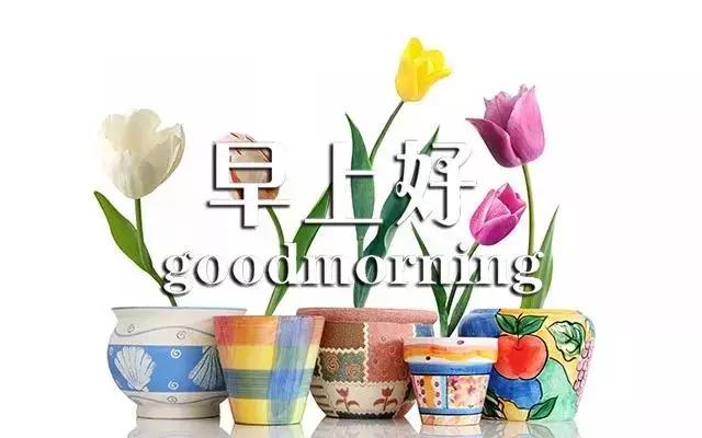 最新早上好图片鲜花带字微信朋友圈早安一句话心情短语
