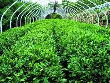 海南共享农庄批几个村庄,海南2019年首批共享农庄