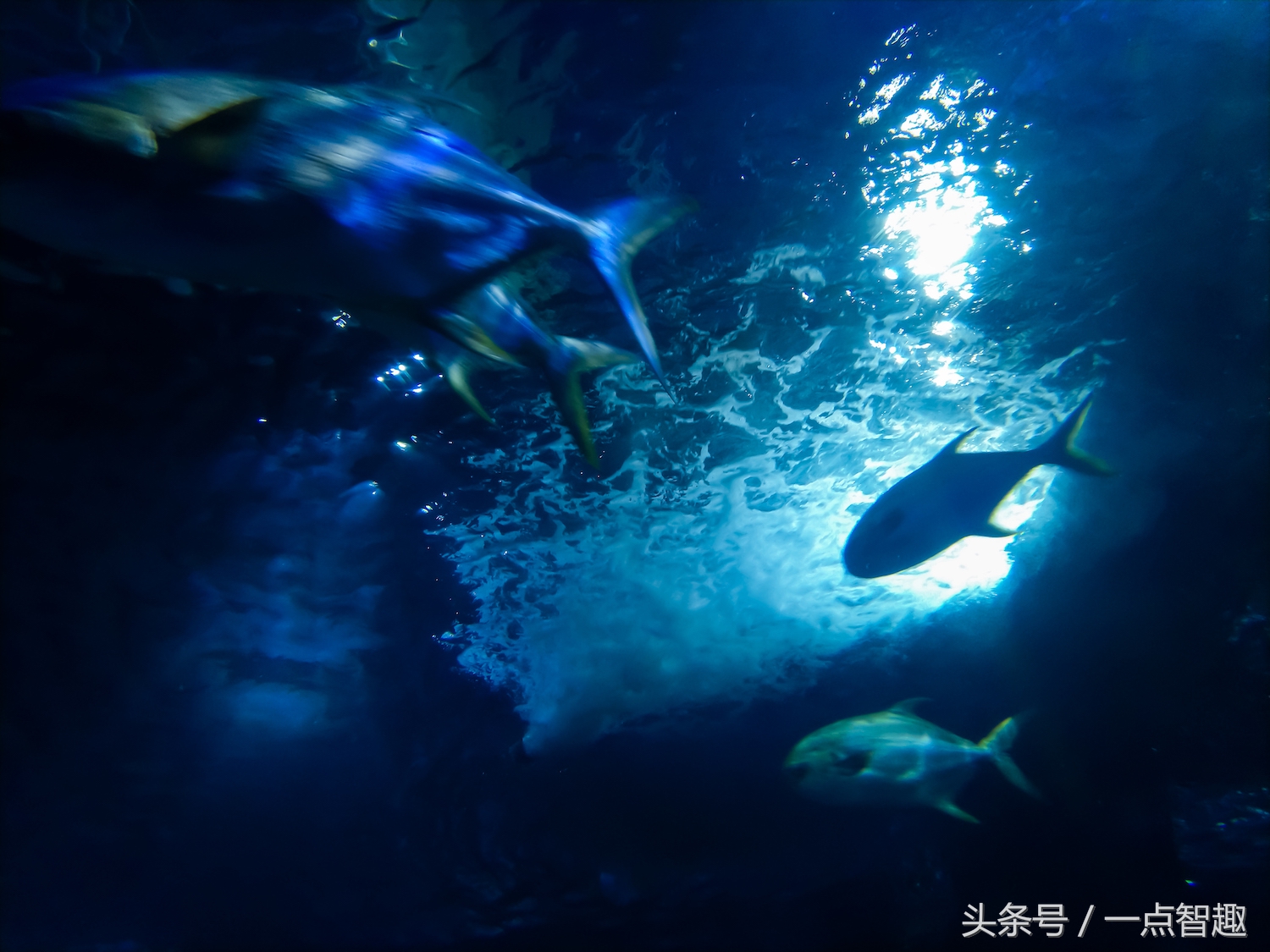 诺基亚x60多少钱一台,好用便宜的诺基亚拍照手机