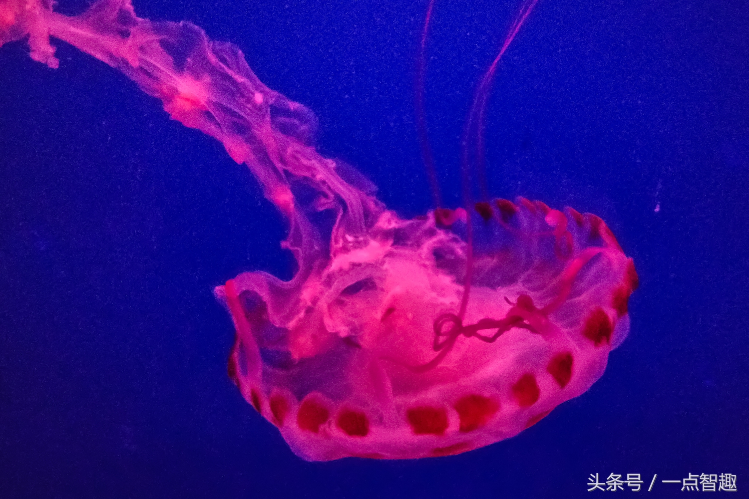 诺基亚x60多少钱一台,好用便宜的诺基亚拍照手机