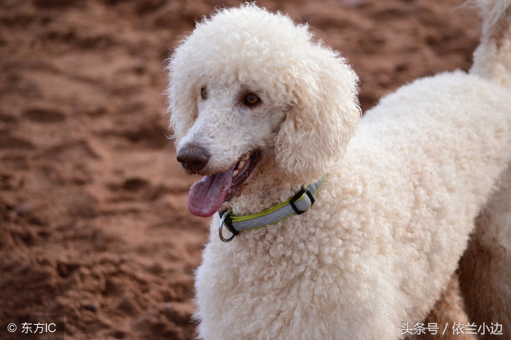 训犬教程二个月狗狗,棕色泰迪毛发变白怎样快速变回来