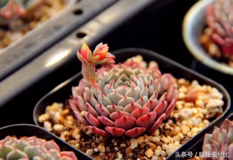 颗粒土和营养土哪个养多肉好,养多肉用什么土和什么肥料