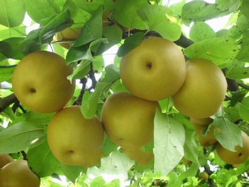 桂林全州11月有什么特产,桂林下酒特产必买清单大全