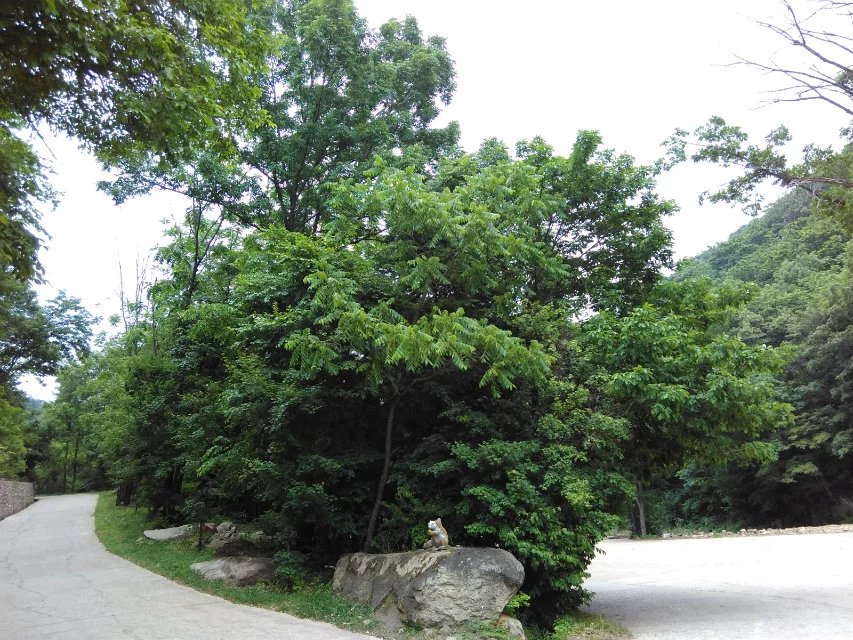 抚顺猴石公园旅游攻略有哪些,抚顺新宾猴石森林公园天气预报