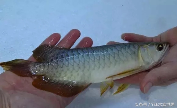 我的龙鱼王者修炼记，秘籍其实很简单