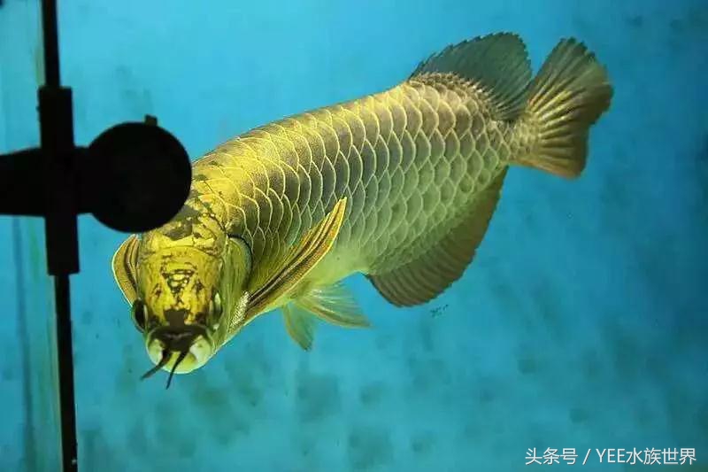 我的龙鱼王者修炼记，秘籍其实很简单