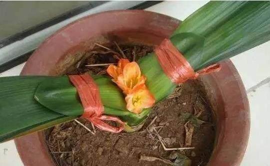 君子兰夹箭用鸡蛋能长出花箭吗,发现君子兰夹箭把花箭剪掉可以吗