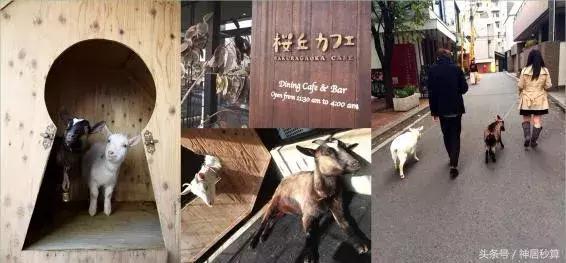 东京女性约会技巧,东京情侣约会攻略