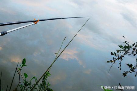 野钓大草鱼技巧及方法,新手怎么钓大草鱼技巧