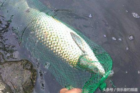 野钓大草鱼技巧及方法,新手怎么钓大草鱼技巧