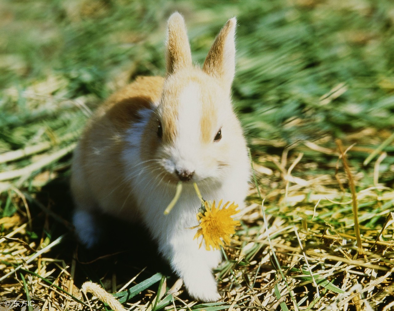 怎么防止小兔子中暑,兔子防中暑妙招