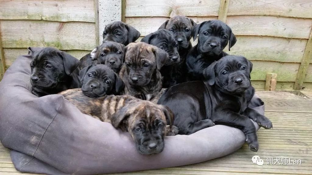 成年卡斯罗犬凶猛图,卡斯罗犬看家好吗