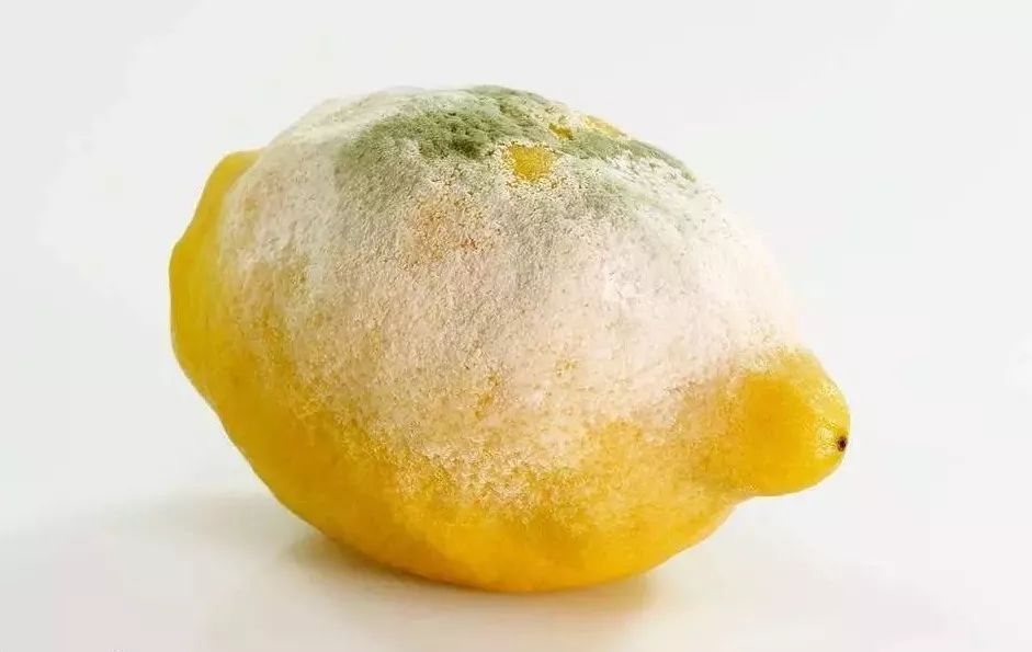 霉变怎么处理,霉变食品怎么处理