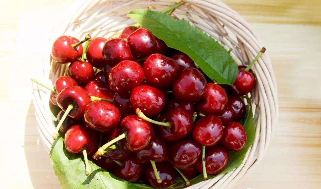 2020年烟台大棚樱桃采摘,最美樱桃季烟台露天大樱桃采摘啦