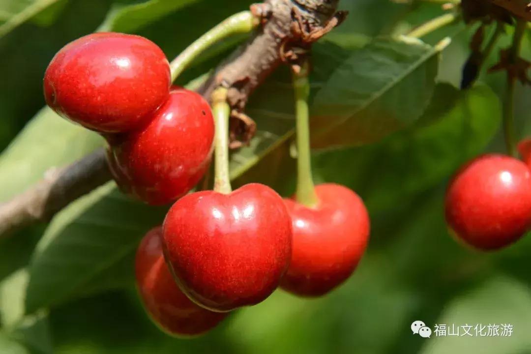 2020年烟台大棚樱桃采摘,最美樱桃季烟台露天大樱桃采摘啦