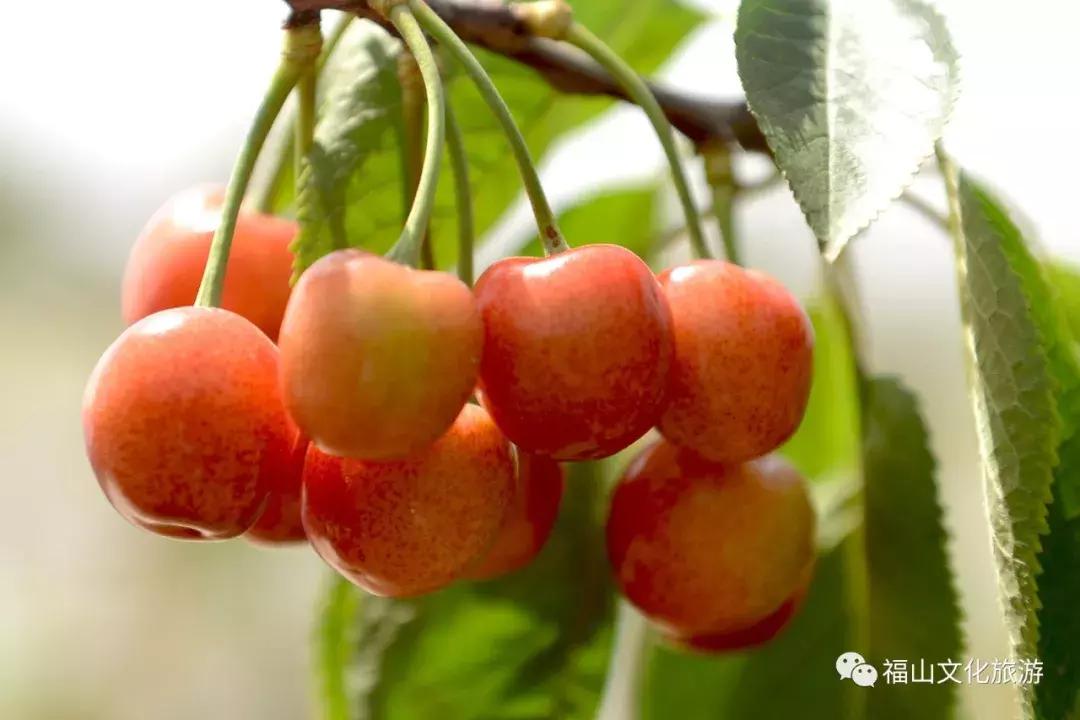 2020年烟台大棚樱桃采摘,最美樱桃季烟台露天大樱桃采摘啦