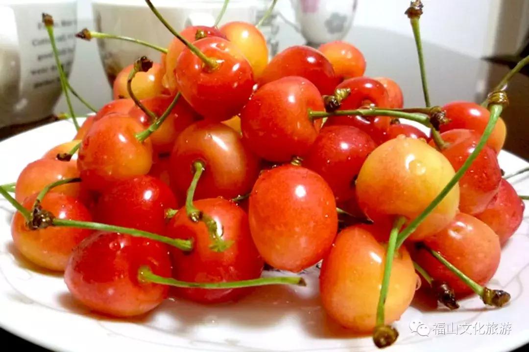 2020年烟台大棚樱桃采摘,最美樱桃季烟台露天大樱桃采摘啦