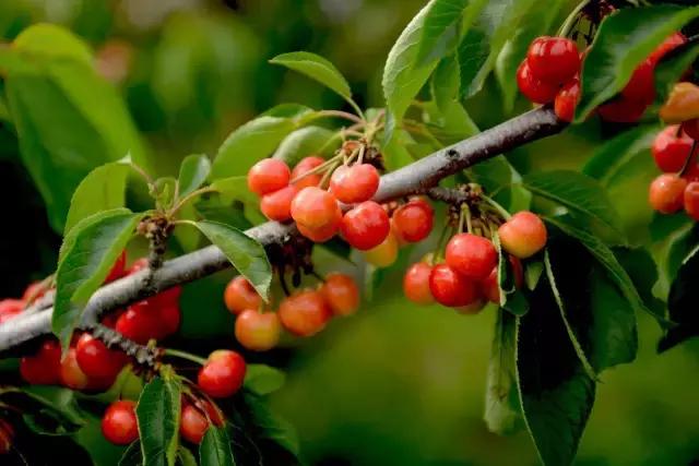 2020年烟台大棚樱桃采摘,最美樱桃季烟台露天大樱桃采摘啦