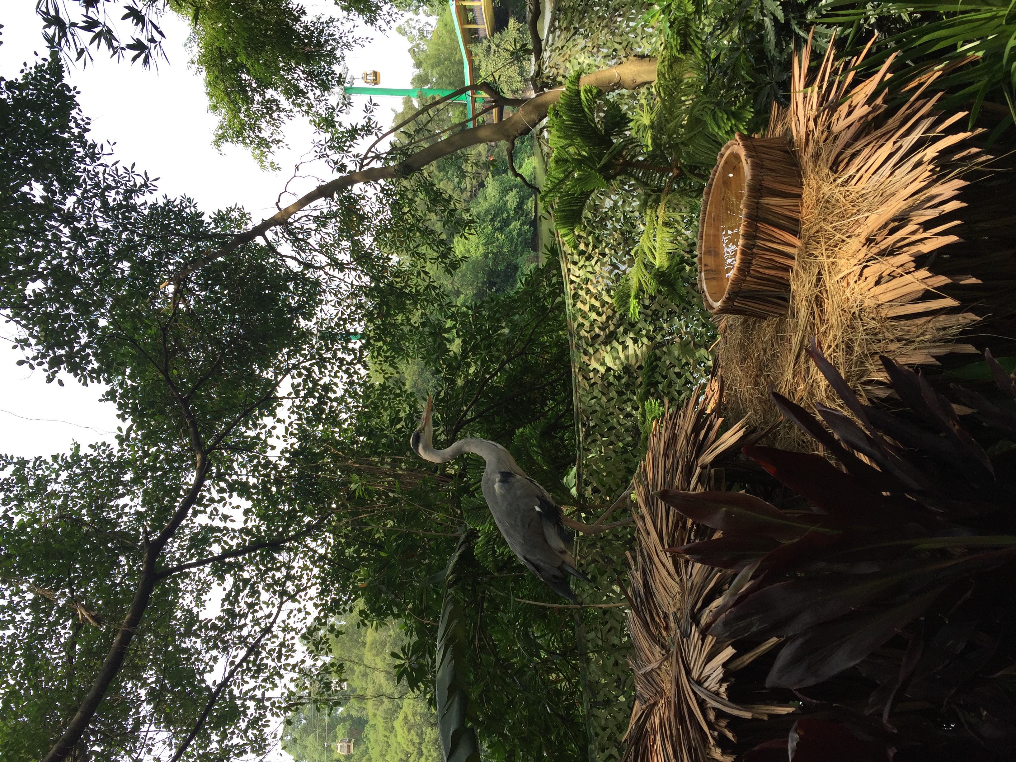 广州长隆游乐园明信片怎么写,广州长隆游记300字