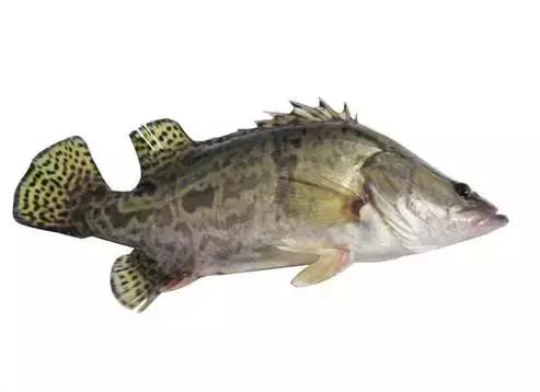 中国黑龙江的鳇鱼,探秘黑龙江鳇鱼