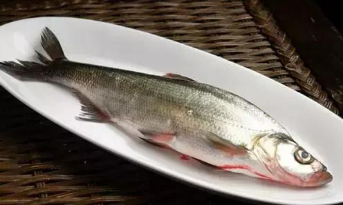 中国黑龙江的鳇鱼,探秘黑龙江鳇鱼