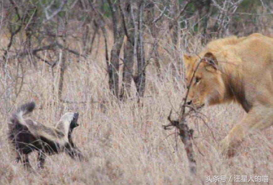 动物界的平头哥到底有多厉害,动物界的平头哥战斗