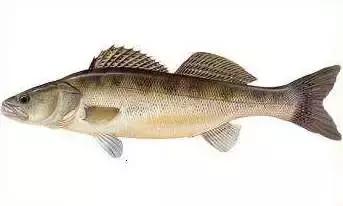 黑龙江省的鳇鱼,中国黑龙江的鳇鱼