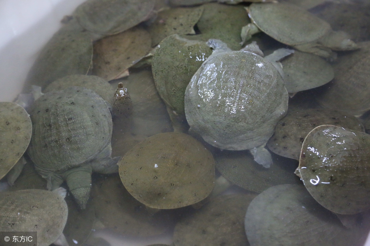 甲鱼养殖方法冬天,甲鱼种养殖