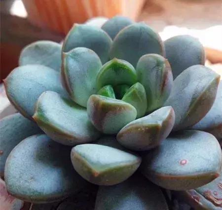 我的爱多肉原版视频,多肉我的一生所爱原版