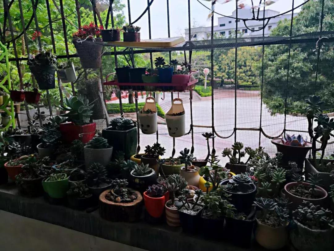 我的爱多肉原版视频,多肉我的一生所爱原版