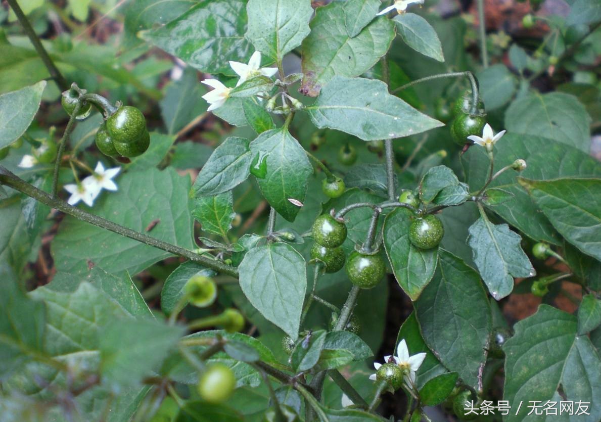 农村路边不起眼的野草，如今却用它致富，每亩超过万元