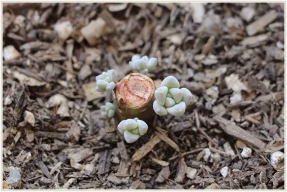 多肉徒长的原因和解决方法,多肉徒长的原因及处理方法