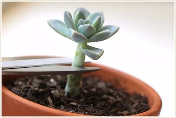 多肉宝珠徒长了怎么办,多肉徒长的原因及处理