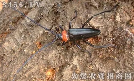 地下害虫的主要防治措施是什么,地下害虫和地面害虫怎样防治