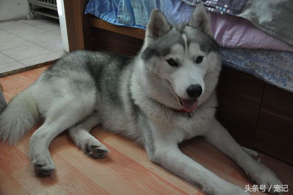 网上买的哈士奇180块,花了1000买的哈士奇