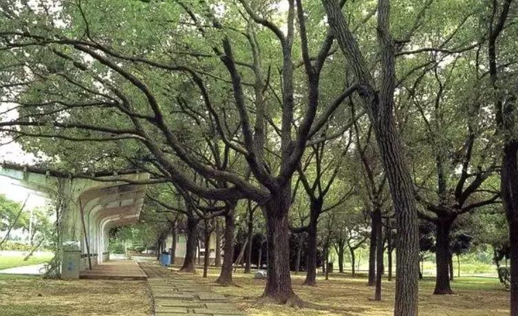 木材着色方法,木材着色