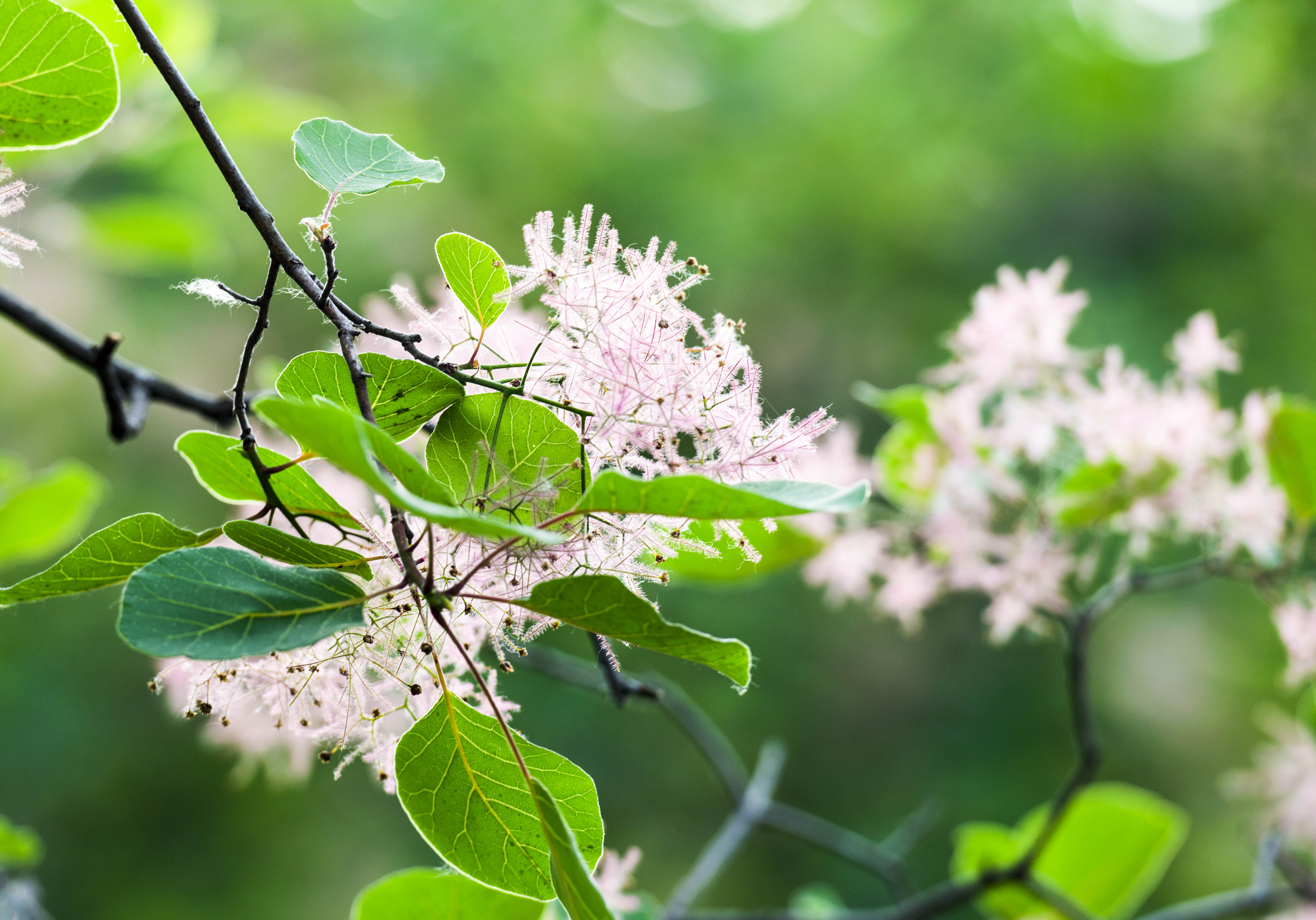 摘一簇黄栌花，把浪漫带回姥姥家，但它柔软的花身却让人不舍碰它