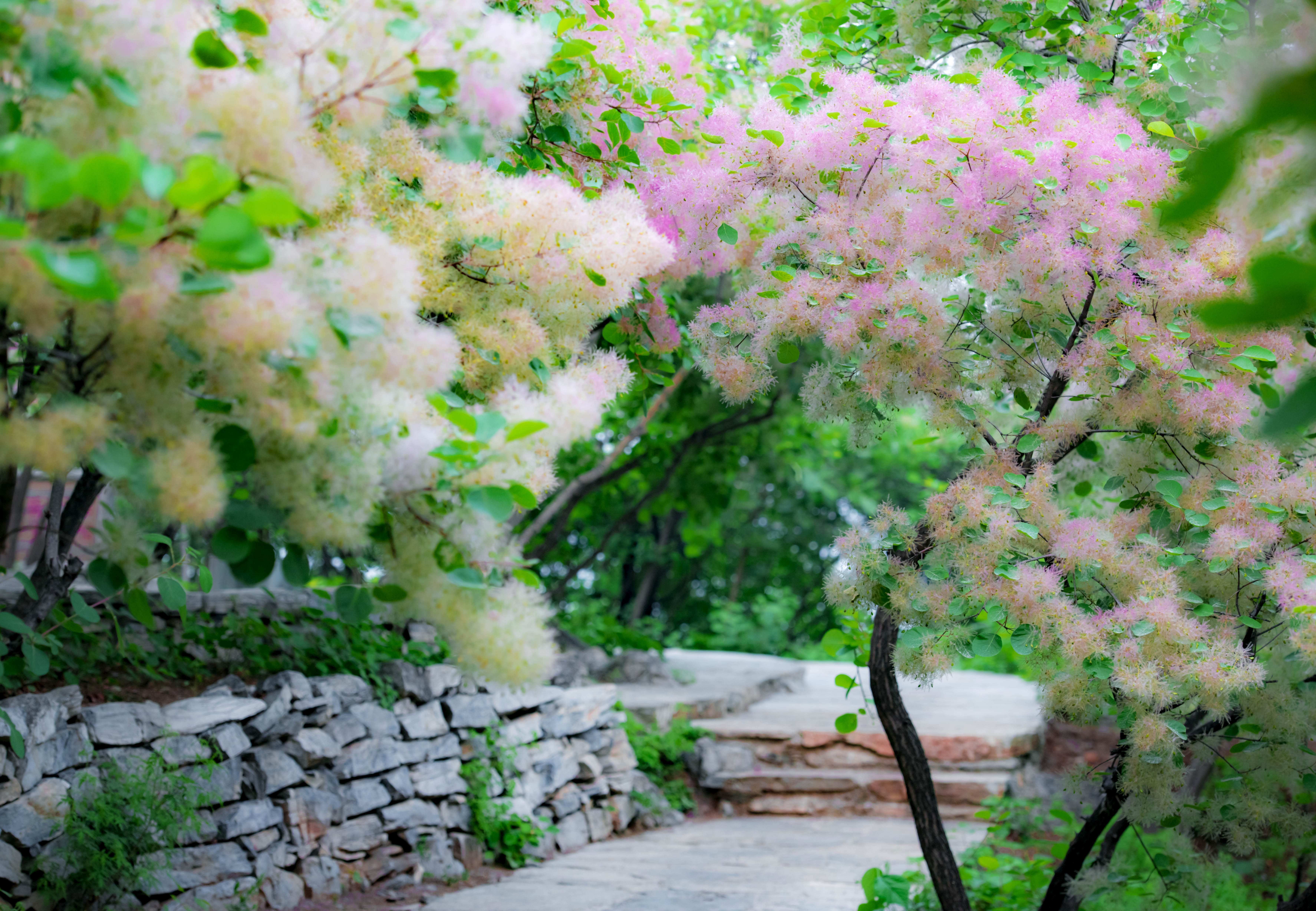 摘一簇黄栌花，把浪漫带回姥姥家，但它柔软的花身却让人不舍碰它